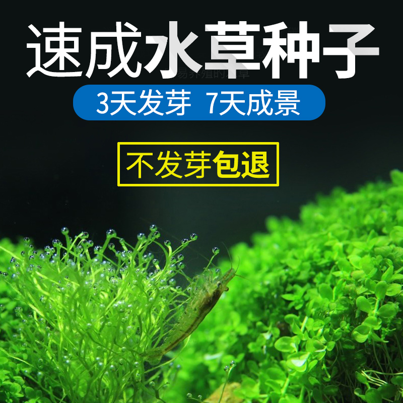 Aquatic plant seeds of fish tank living fresh water lazy people aquarium landscaping grass tank turf foreground grass seeds