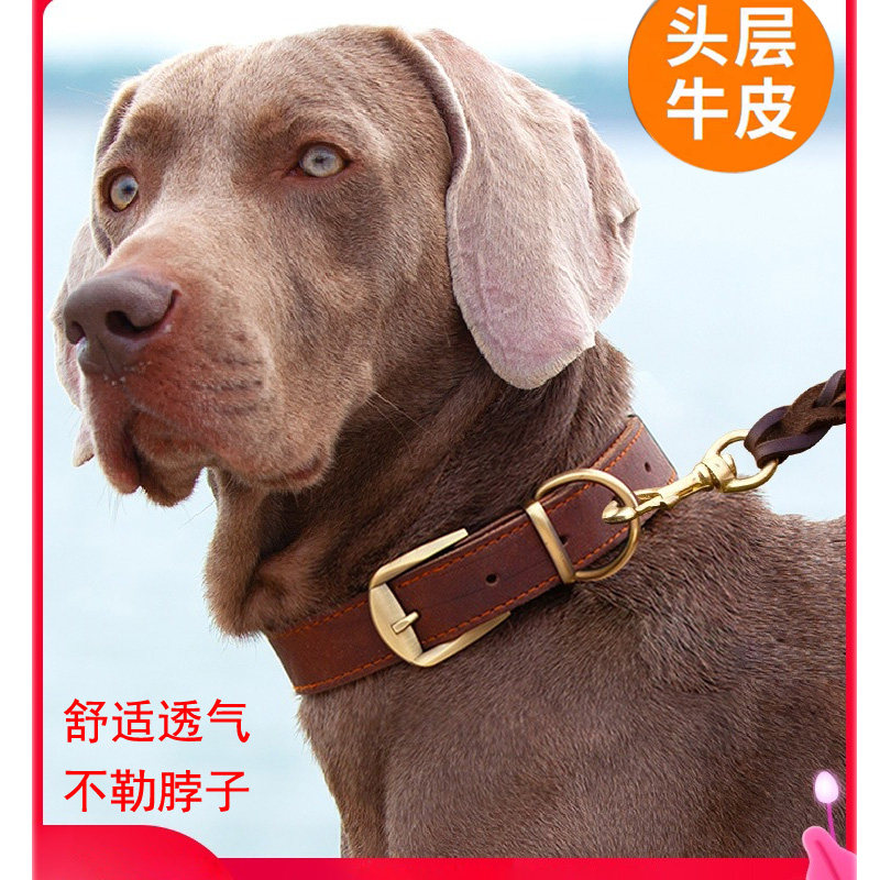 Large dog collar anti-dog neck neck neck neck neck ring neck ring mid-sized dog gold Maude husbandry and neck ring