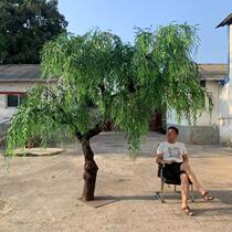 Artificial willow tree Fake willow tree Interior decoration Green weeping willow tree modeling tree Window props tree Fake willow branch set