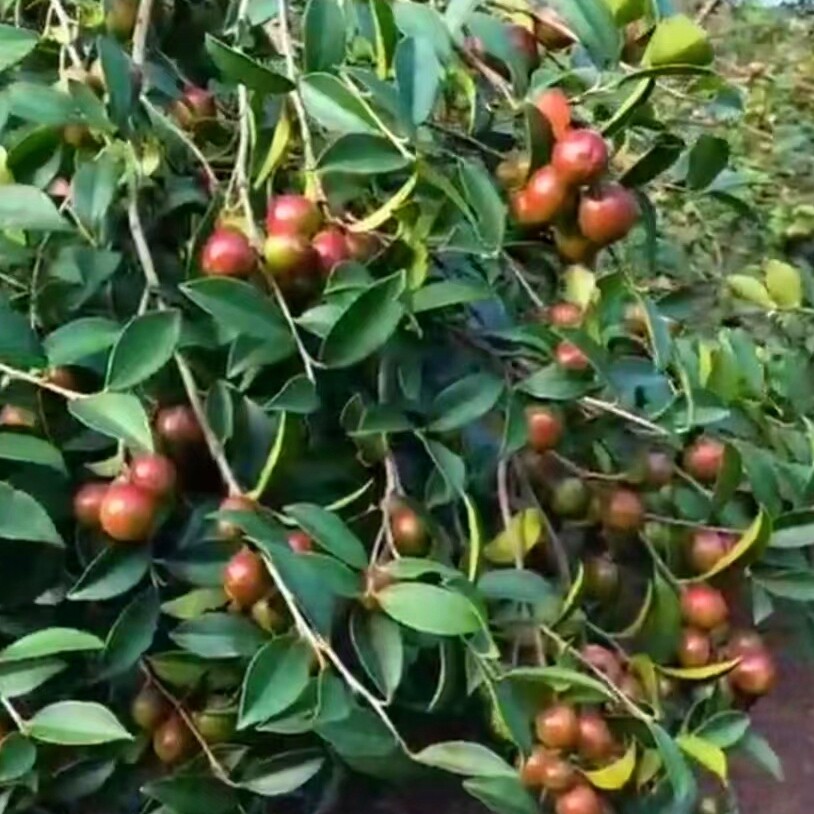 江西长林嫁接油茶苗
