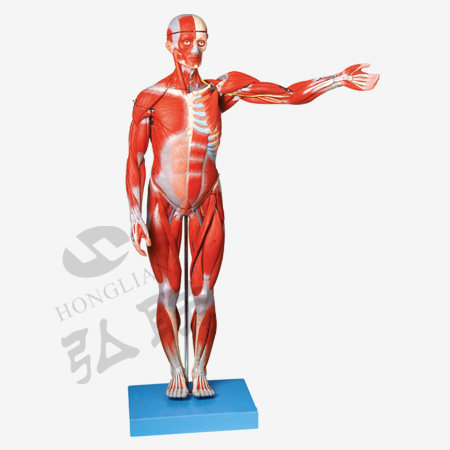 人体全身肌肉解剖模型（缩小模型）78CM肌肉模型18部GD/A11302/1