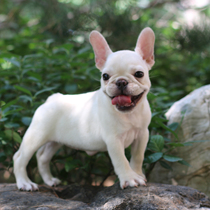 Beijing Show Fan kennel French fighting puppy Purebred French Bulldog live dog Milky white small dog Pet dog