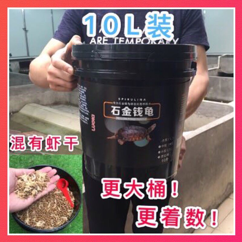 Stone money turtle seedling south species stone money turtle seedling feed turtle grain stone turtle yellow throat stone money turtle species turtle turtle grain south stone