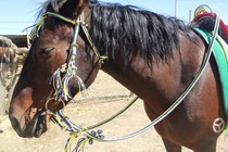 A set of integrity harness hand-woven water reins horse supplies horse accessories water reins