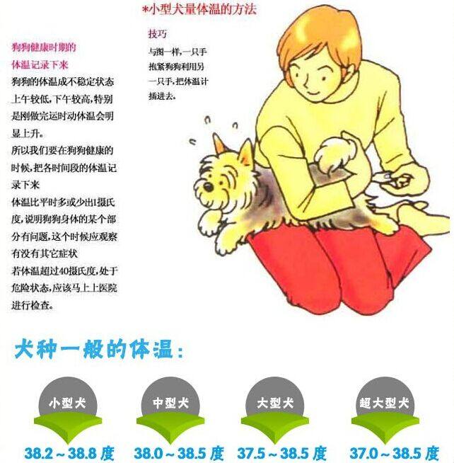 【专用量体温】宠物犬猫必备 电子体温计宠物