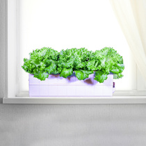 Home indoor vegetable planting box trough intelligent soilless cultivation hydroponic equipment flower pot home balcony vegetable artifact