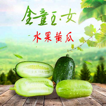 Sky garden soilless cultivation hydroponic golden boy Jade female thumb cucumber seed maple leaf type shade-resistant heat and low temperature resistance