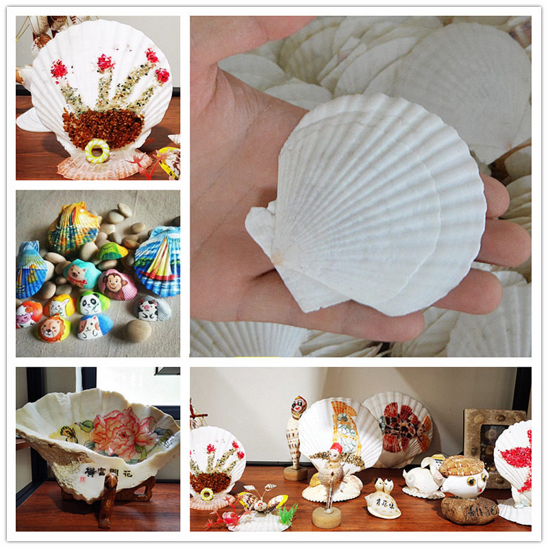 Natural large number white scallop shell sea snail handmade diy painted drawing Barbecue Pinning crab Painted Crafts Gift Hem