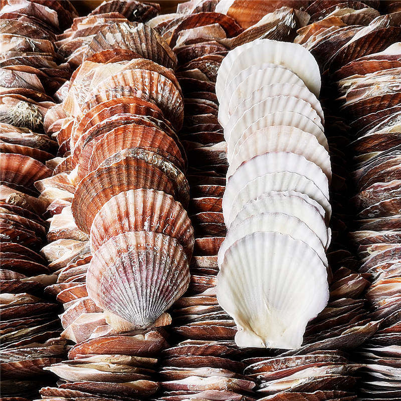 Barbecue with garlic hibiscus fans white large scallop shell steamed scallop Hawaiian half shell large depository shell