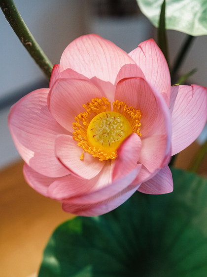 Sea Rainbow Scenery Lotus Artificial Flower New Chinese Style Ornament Vase Zen Entrance Potted Plant High-End Realistic Tea Room Decoration