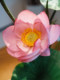 Sea Rainbow Scenery Lotus Artificial Flower New Chinese Style Ornament Vase Zen Entrance Potted Plant High-End Realistic Tea Room Decoration
