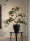 Simulated Wet-Look Entryway Bonsai, High-Quality Decorative Fake Floral Arrangements, Luxury and Realistic Decorations for Living Room and Tea Room