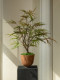 Colorful Gradient Peacock Wood Fortune Tree, Artificial Green Plant, High-End Decorative Ornament, Fake Flower, Small Potted Plant, Vintage Tea Room