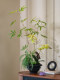 Bamboo Phalaenopsis Bonsai Artificial Green Plant Fake Flower Song-Style High-End Realistic Chinese Tea Room Zen Decorative Ornament