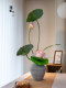 Lotus Artificial Flowers, High-End Realistic Fake Floral Arrangements, Light Luxury, Classy New Chinese Style Living Room and Tea Room Decoration