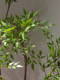 High-End Luxury Artificial Green Plant, Artificial Bamboo, Indoor Living Room Faux Flower, Large Floor-Standing Potted Plant