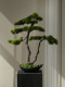 Pine Tree Bonsai Artificial Green Plant Ornament, High-End Realistic Chinese-Style Entrance Hall Tea Room Light Luxury Decoration, Song Dynasty Aesthetics
