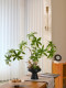 Shui Shi Rong bonsai simulated green plants and artificial flowers, high-end realistic ornaments, entrance tea table, medieval sofa decorations