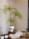 Nantian Bamboo Artificial Green Plant with a High-End Feel, New Song-Style Tea Room Decoration Bamboo, Tea Room Entrance Ornament, Bonsai Ceramic