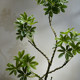 Duckbill Tree Artificial Green Plant High-End Light Luxury Desktop Living Room Tea Room Entrance Decoration Fake Flower Small Potted Plant Ornament