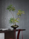 Top Ten Artificial Green Plants with Chinese Song Dynasty Aesthetics and Zen Style for Tea Table, Entryway Decoration, Fake Flower Potted Plants and Ornaments