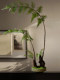 Faux Fern Potted Plant, Artificial Flowers, New Chinese-Style Tea Room Decoration, Zen-Inspired High-End Vintage Atmosphere
