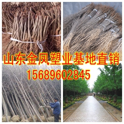 Ground floor area for demolition Miao gingko Tree Miao Miao Miao Miao Miao Miao-Taobao Courtyard Plant Walkway Greening Miao-Taobao