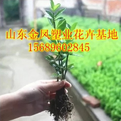 Holly seedlings greening seedlings four seasons evergreen courtyard fence wall plants big leaf yellow poplar seedlings Hokkaido holly saplings