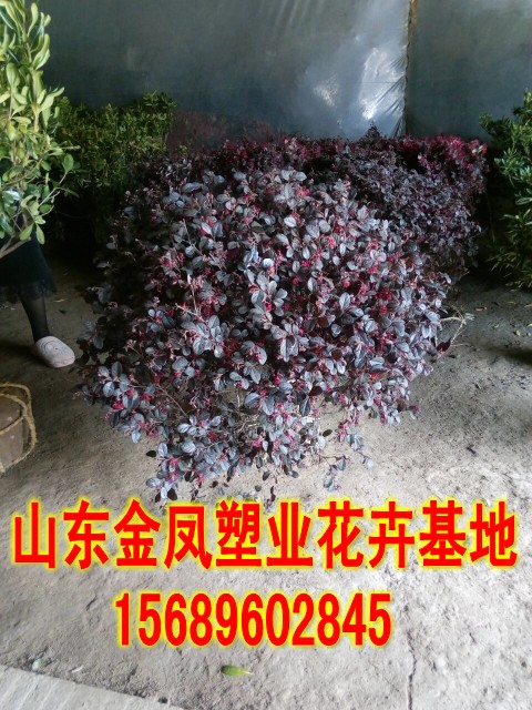 Cold-resistant non-deciduous garden green seedlings safflower following wood seedlings safflower following wood balls color hedge green belt seedlings