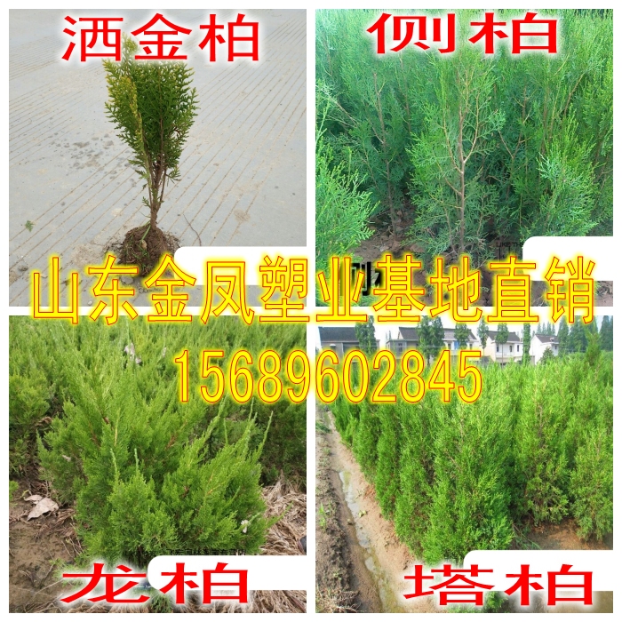 Tower cypress saplings pagoda pine cemetery pine side cypress saplings cypress seedlings sprinkling golden cypress saplings juniper saplings dragon cypress seedlings