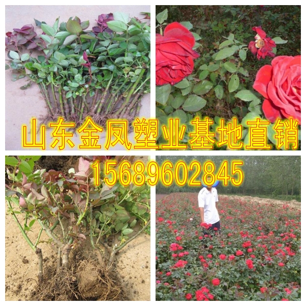 Four seasons big flower rose cutting seedlings big red hat moon month red hat rose seedlings garden flowers greening seedlings