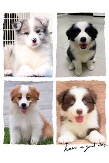 Meteorite gold-rimmed brown border collie puppies delivered to your door