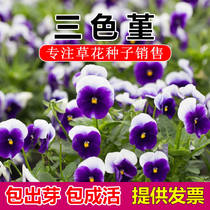 Pansy perennial perennial flowers and plants seeds Four Seasons sown Courtyard Flowers Sea landscape flowering plant seeds