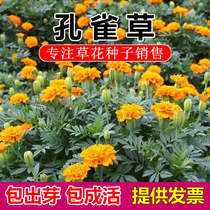 Peacock grass flowers flowers and seeds double petal Red Yellow core Four Seasons sown garden flowers sea landscape flowering plant seeds