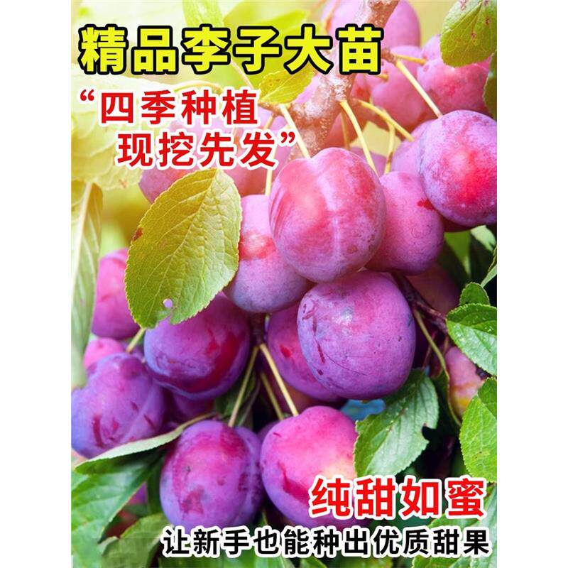 李子树苗大果超甜西梅苗,南北通吃!🏡🌱在家也能种出果园级美味!-送话器-淘宝好物网