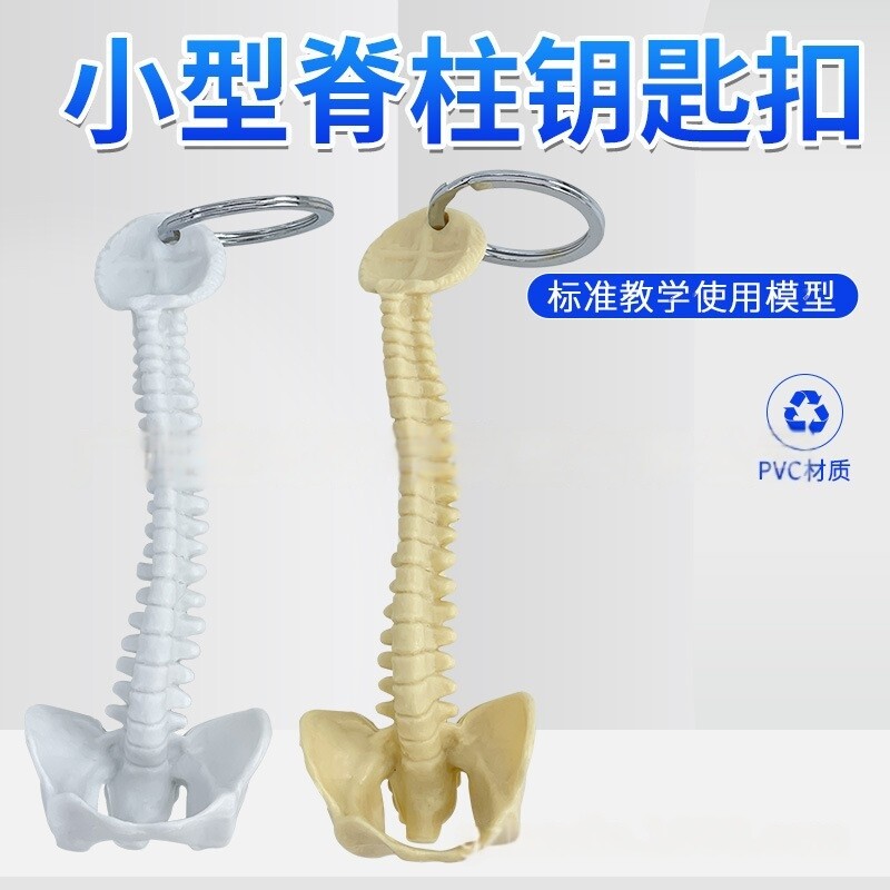 小型人体脊柱钥匙扣脊柱模型脊椎人体脊柱标本腰椎骨骼教学展示