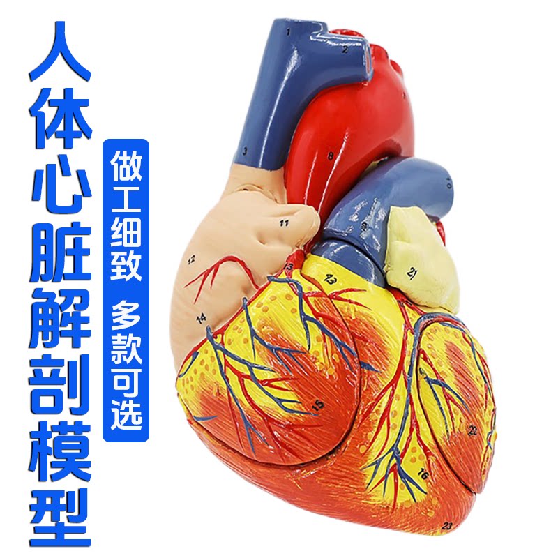 正品1:1人体心脏解剖模型b超彩超心脏可拆卸医学自然大心脏教学