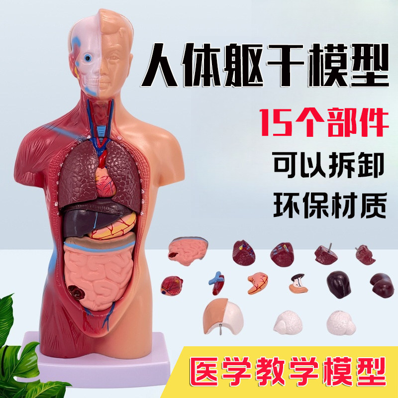 人体躯干解剖模型28CM心脏内脏大脑身体结构模型医学器官教学模特