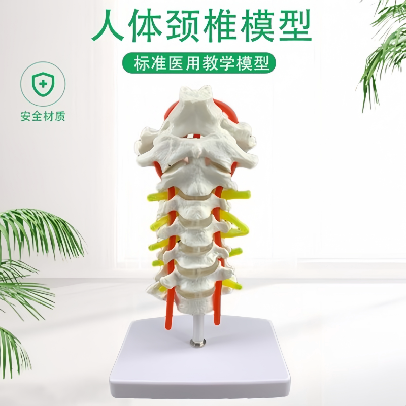 人体颈椎带颈动脉骨骼解剖模型后枕骨椎间盘与神经模型医学教学用