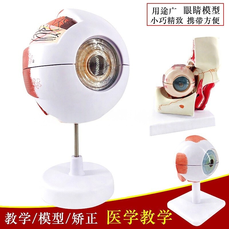 人体眼球模型6倍放大眼球模型五官科眼睛构造解剖眼科教学展示