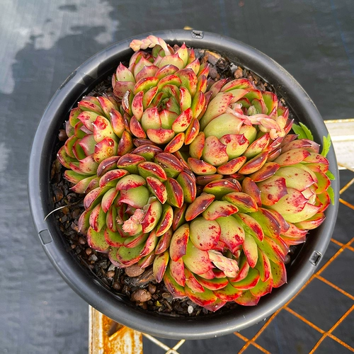 Г -жа Ронг Мауи Живая комната № 4 соединяет старую кучу старой кучи многореагированной, Юньнан Мей Мясо и Авиационное балконное балконное комната