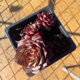 Сочный № 5 г -жи Ронг соединяет мясные окна джингтиана, балконные растения легко кормить и очищать воздух и мясо