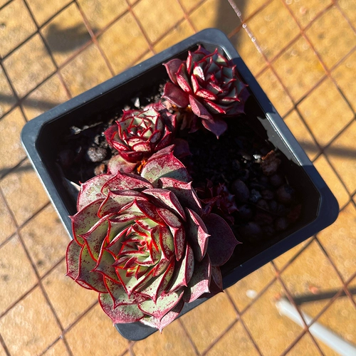 Сочный № 5 г -жи Ронг соединяет мясные окна джингтиана, балконные растения легко кормить и очищать воздух и мясо