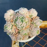 Сочный № 5 г -жи Ронг соединяет мясные окна джингтиана, балконные растения легко кормить и очищать воздух и мясо