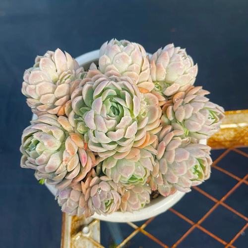 Сочный № 5 г -жи Ронг соединяет мясные окна джингтиана, балконные растения легко кормить и очищать воздух и мясо