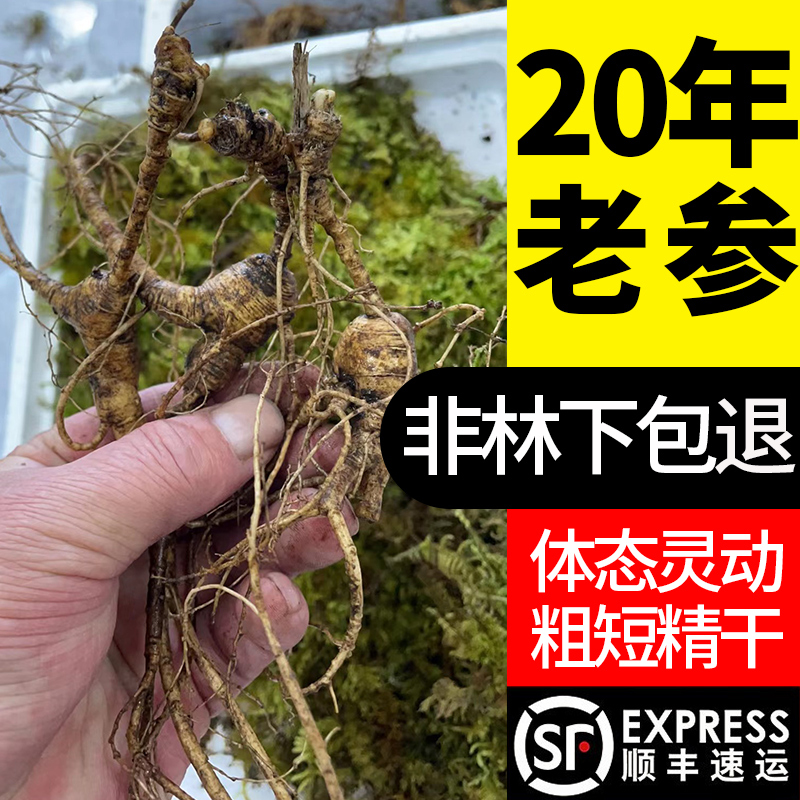 Changbai Mountain fresh wild ginseng 20 years under the forest ginseng 25 years old ginseng fresh goods old mountain ginseng wine wild undergrowth seeds