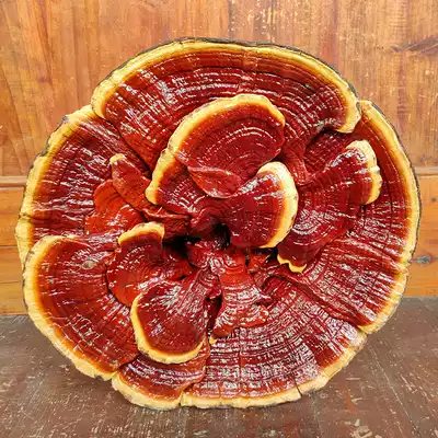 High-legged long-handled semi-wild big red Ganoderma lucidum pruning flower Ganoderma lucidum bonsai ornamental red Ganoderma lucidum large Ganoderma lucidum ornaments extra large