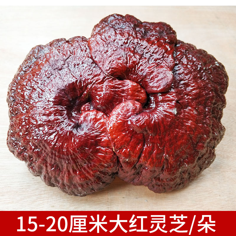 15-20CM Dong township deep mountain semi-wild Ganoderma lucidum ornamental ornaments Linzhi bonsai red Ganoderma lucidum whole dry goods with handle
