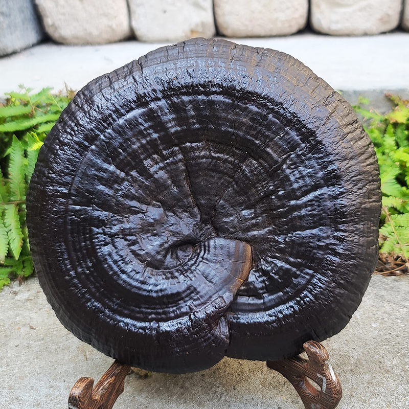 199 Wild Black Lingzhi Purple Lingzhi Desktop Ornament Bonsai Whole Plant
