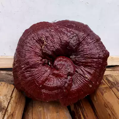 99 YUAN large Ganoderma lucidum Bonsai ornamental Ganoderma lucidum ornaments Semi-wild red Ganoderma Lucidum Large Ganoderma Lucidum Pruning 20-40cm